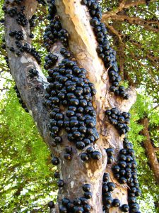 Cultivo da Jabuticaba