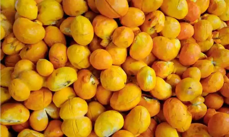 Pequi: Usos, Benefícios e Cultivo Sustentável