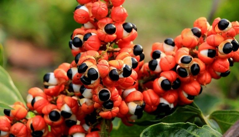 Guaraná: O Energético Natural da Amazônia