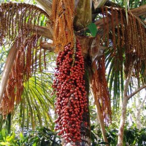 buriti palmeira