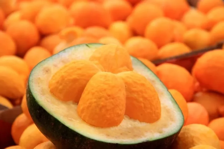 Pequi: Origem, História e Curiosidades sobre essa Fruta Típica do Cerrado