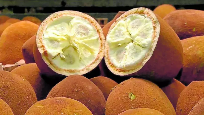 cupuacu