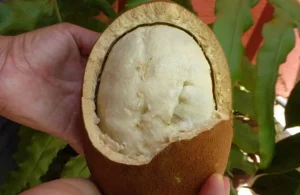 cupuaçu