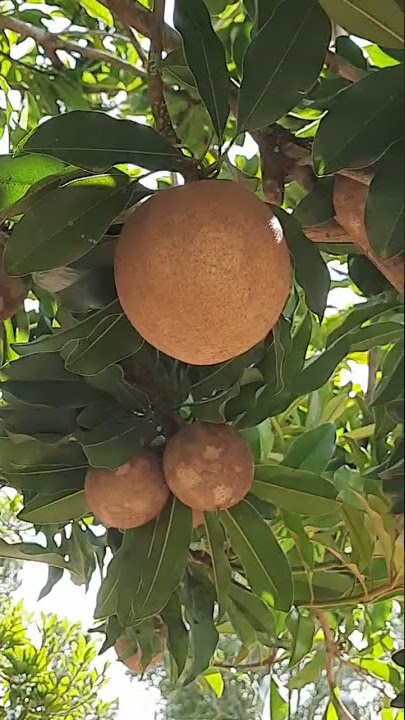 jenipapo fruta