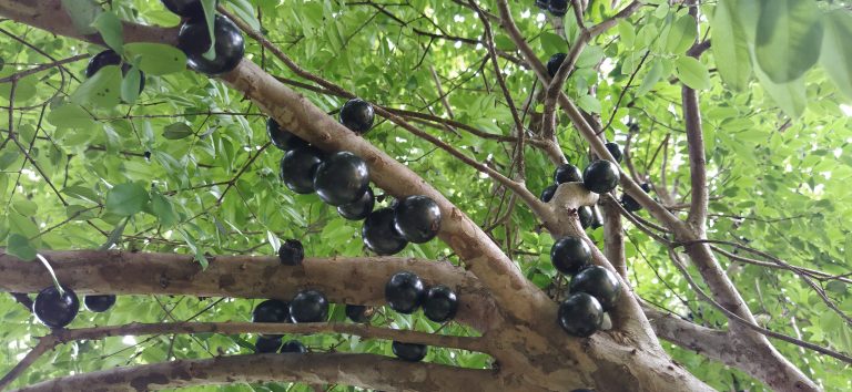Jabuticaba: A Pérola Negra da Mata Atlântica