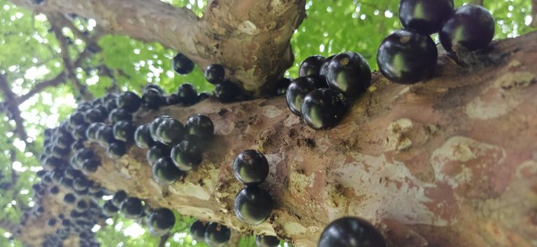 Jabuticaba: Cultivo, Benefícios e Receitas Inovadoras