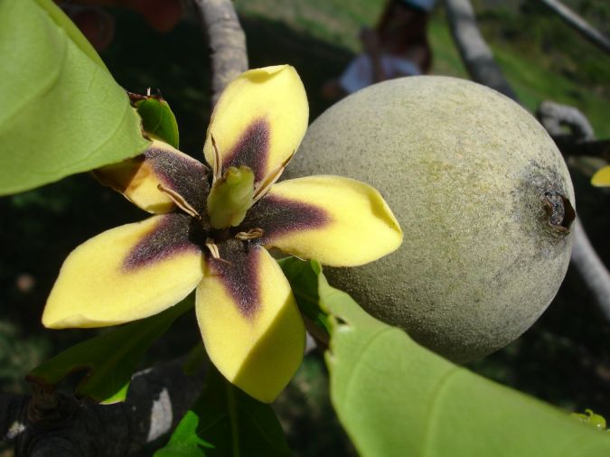 jenipapo