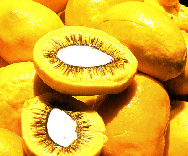 pequi