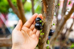 Jabuticaba