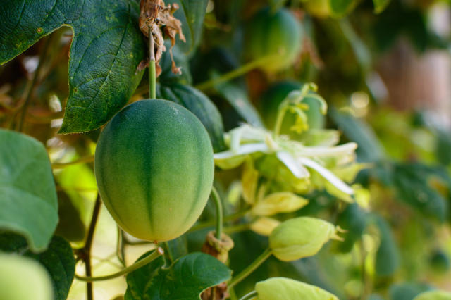 Maracujá do Cerrado