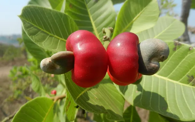 Cajuzinho do Cerrado